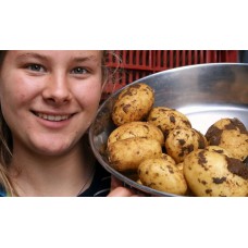 NEW SEASONS ILAM HARDY POTATOES 2 KG Bag Pukekohe Grown